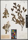 Foto von Salix waldsteiniana Willd.